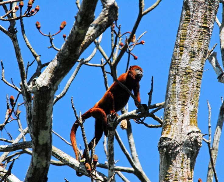 Howler Monkey