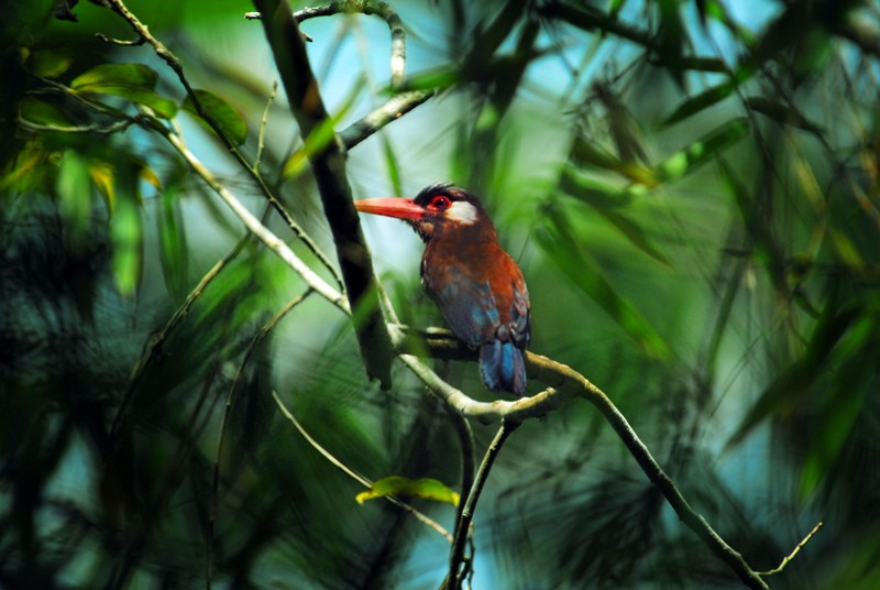 White Eared Jacamar