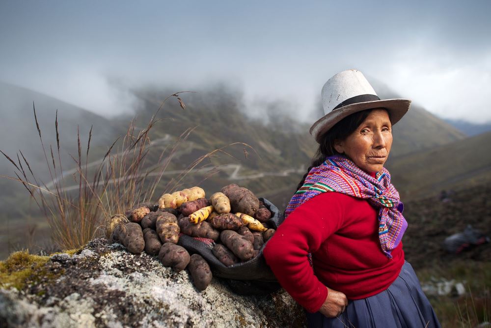 juana panduro potatoes 1