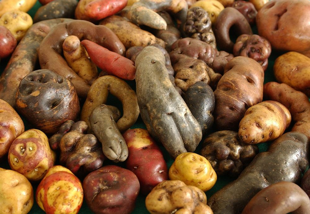peruvian potatoes2