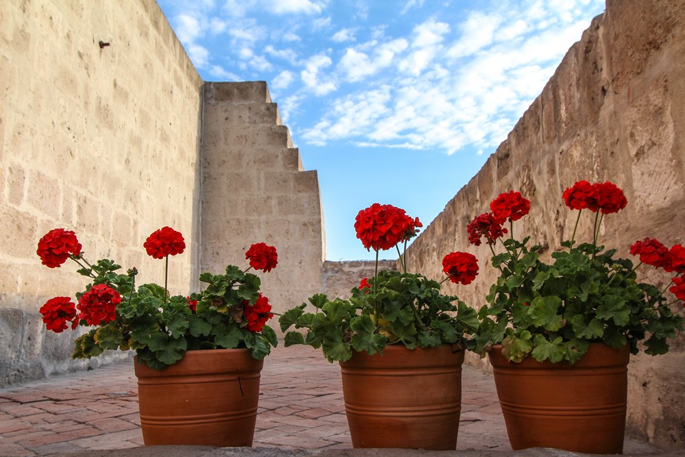 santa catalina flowers