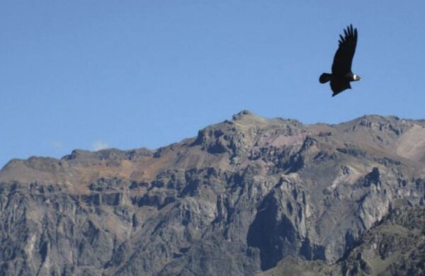colca canyon condors e1569843624122