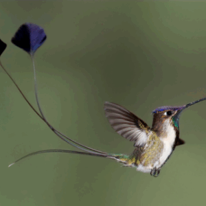 hummingbird amazon e1569992248259