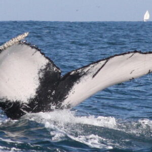 whale watching tail