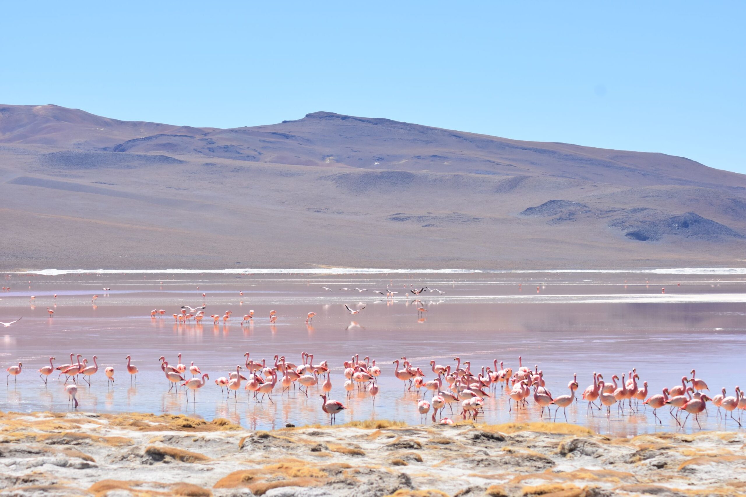 Uyuni flamingoes