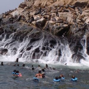palomino islands swimming sea lions aracari