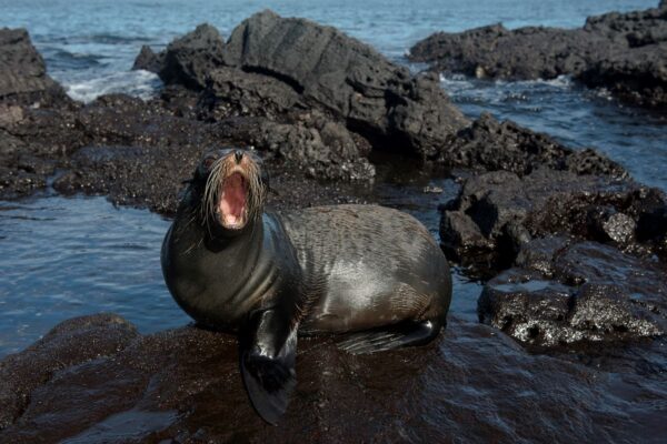 fur seal galapagos aracari