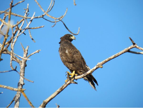 galapagos hawk aracari