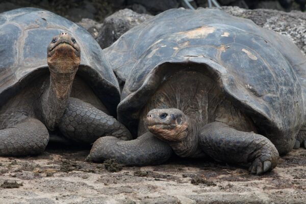 giant tortoise aracari galapagos