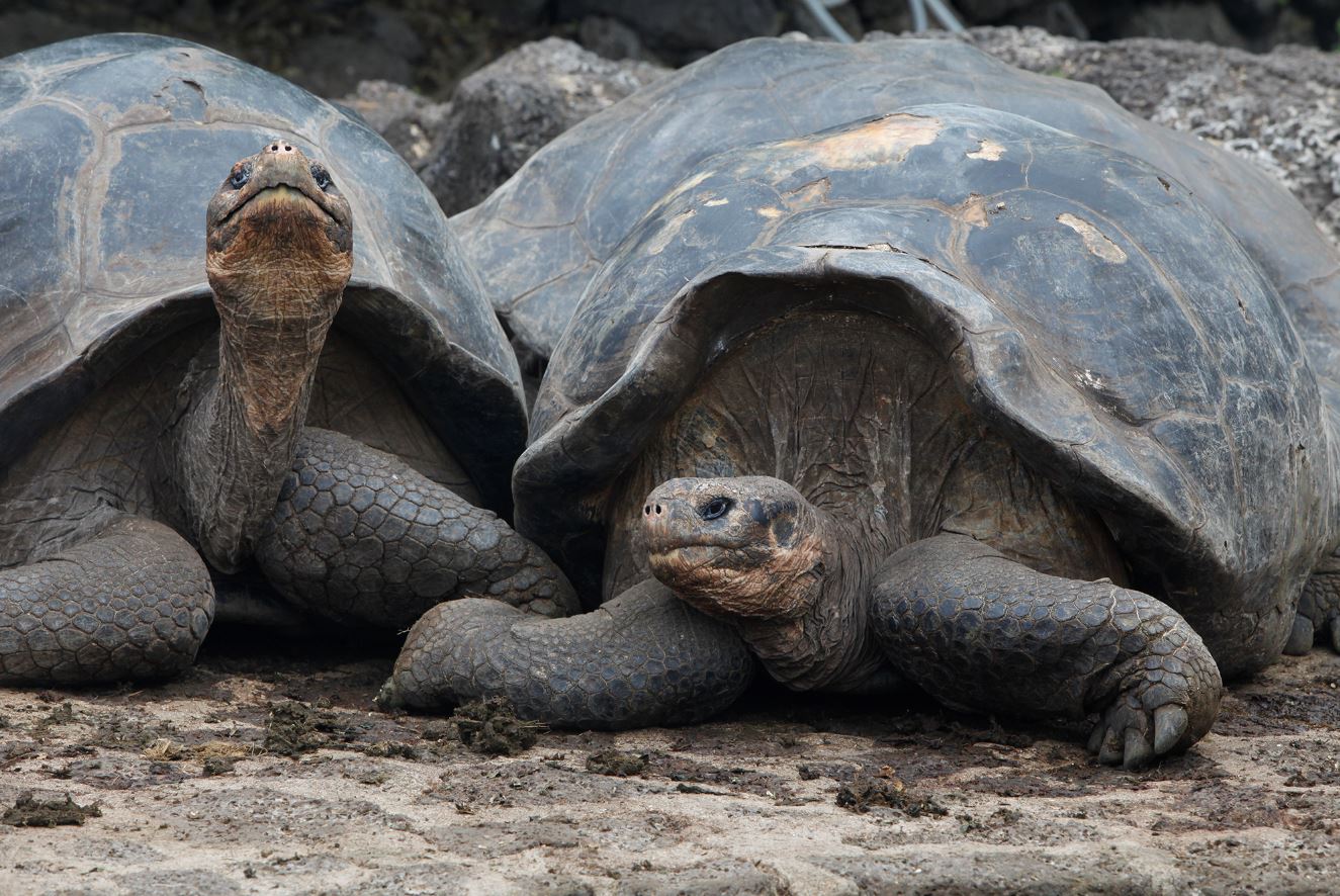 giant tortoise aracari galapagos