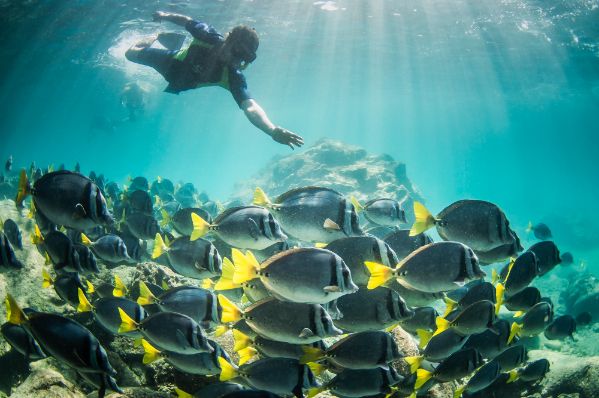 Yellowtailed Surgeonfish galapagos