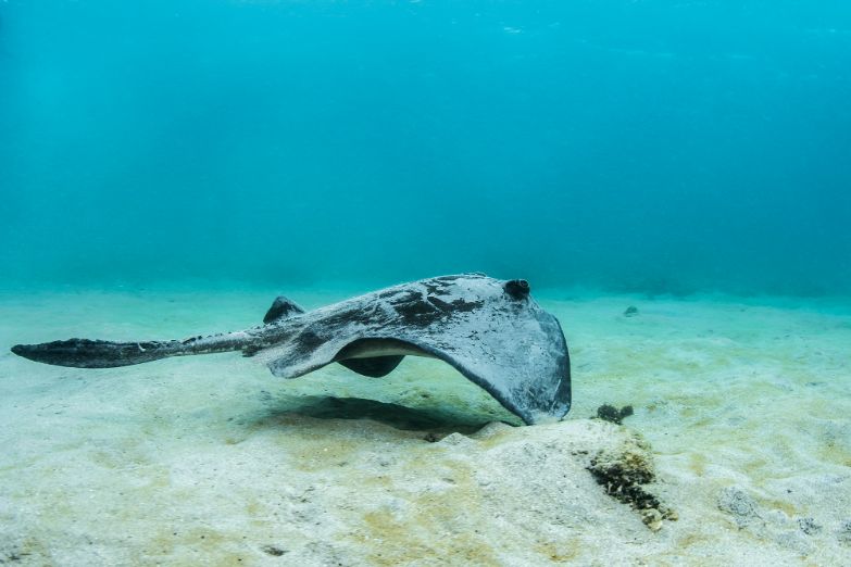 Diamond Stringray galapagos