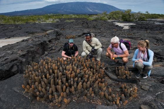 fernandina lava cactus galapagos