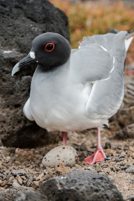 genovesa swallow tailed Gull on Nest