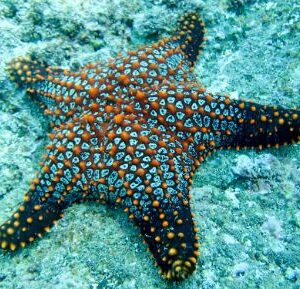 legend star galapagos