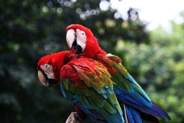 scarlet macaw