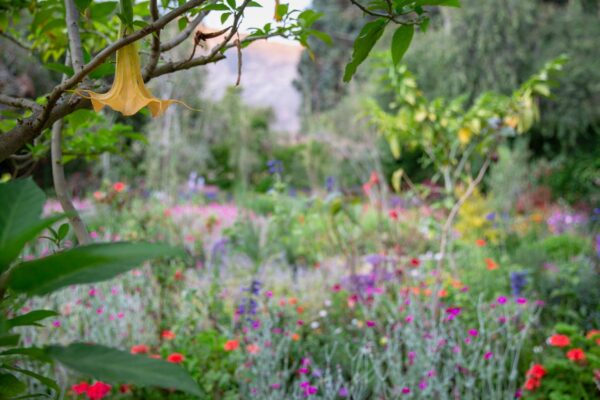 willka t'ika garden
