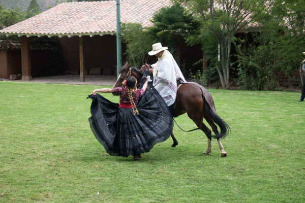 HORSES