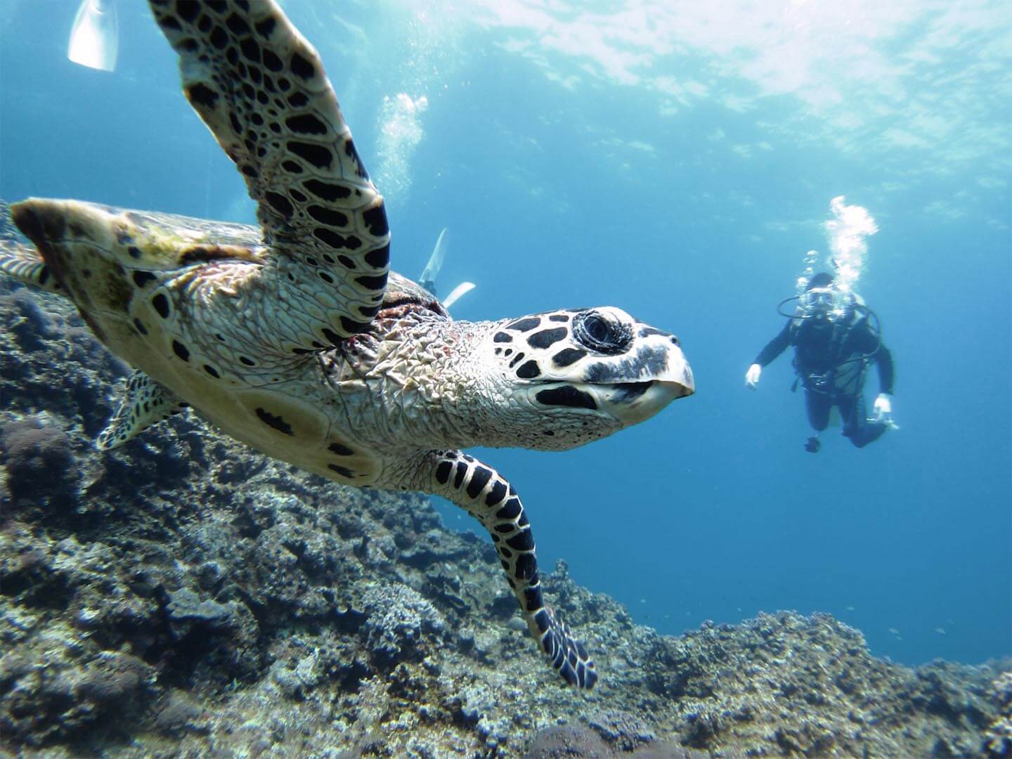 sea turtle swimming isla de la plata
