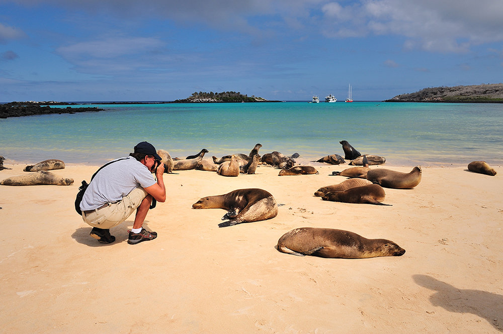 galapagos sea lions