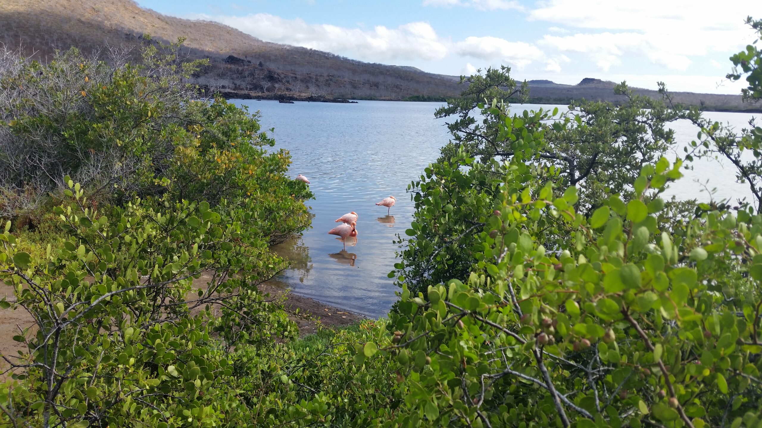 flamingos resting in the shore with vegetation