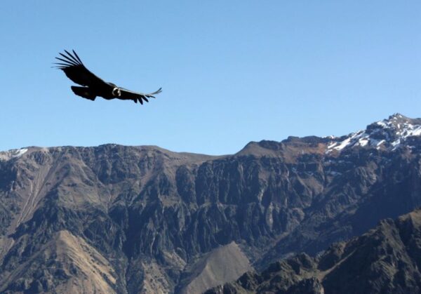 colca canyon