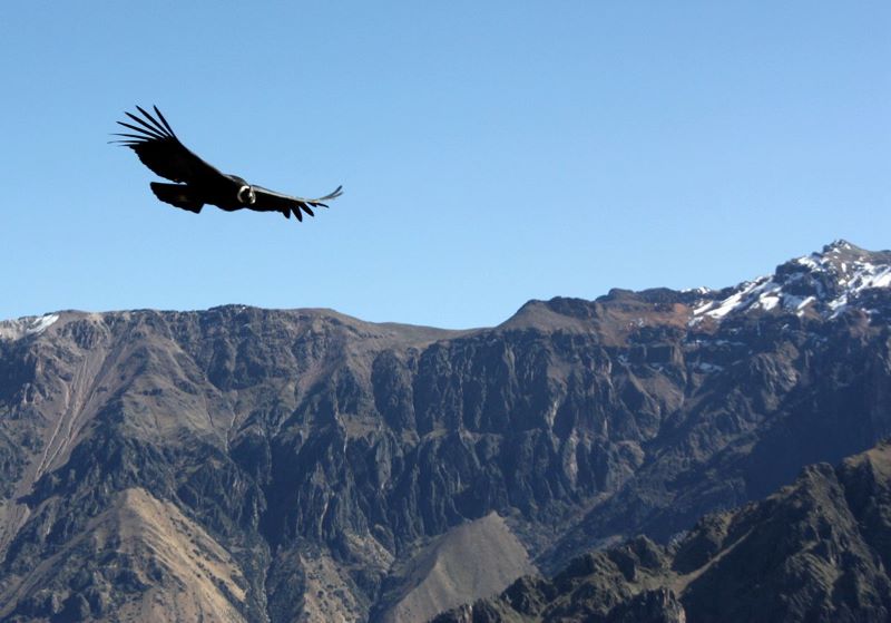 colca canyon