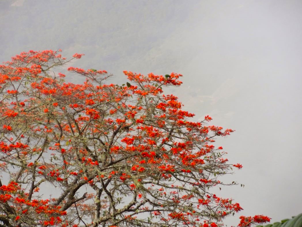 Sikili Tree Yungas Cloud Forest La Paz