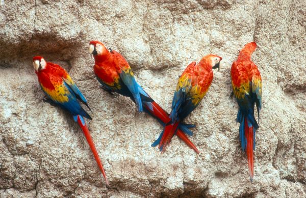 Macaws New