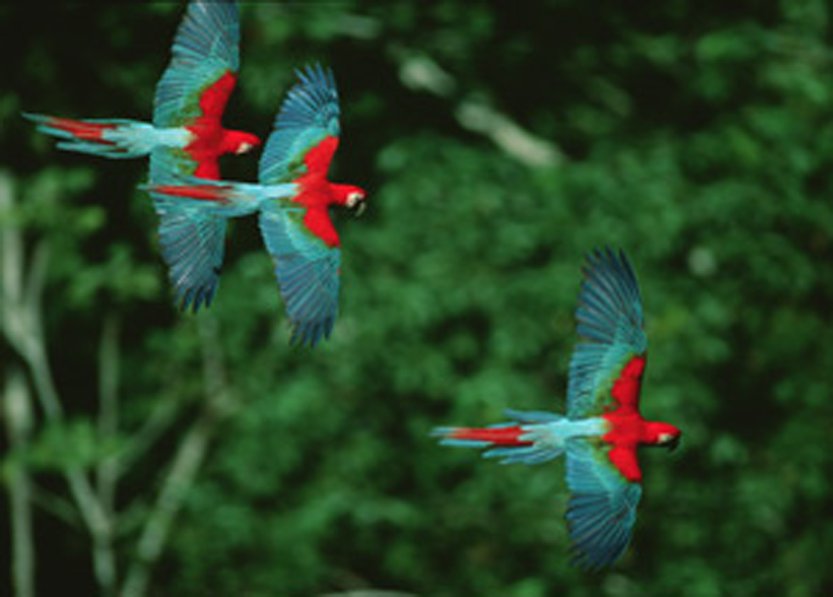 Bolivia Madidi 1