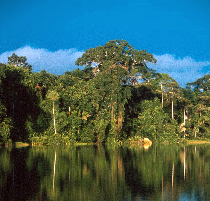 Tambopata Forest