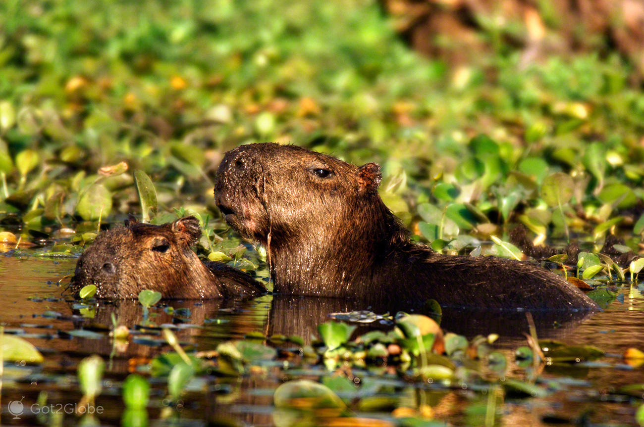 esteros del ibera pantanal argentina capivaras carpinchos