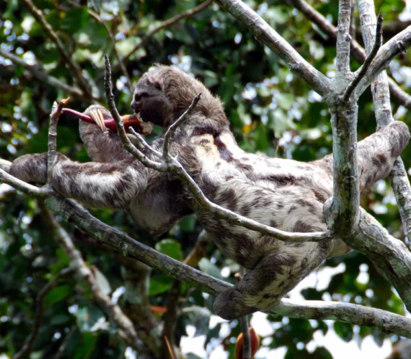 How To Cruise The Amazon: Unforgettable Luxury For Every Kind Of Traveler 17 23
